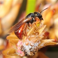 Unverified Bee (Hymenoptera, Apiformes) at Tinderry, NSW - 24 Nov 2025 by Harrisi