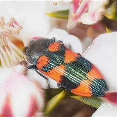 Castiarina kershawi (A jewel beetle) at Tinderry, NSW - 24 Nov 2025 by Harrisi