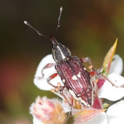 Unverified Weevil (Curculionoidea) at Tinderry, NSW - 24 Nov 2025 by Harrisi