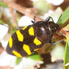 Castiarina australasiae (A jewel beetle) at Stromlo, ACT - 24 Nov 2025 by Harrisi