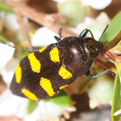 Castiarina australasiae (A jewel beetle) at Stromlo, ACT - 24 Nov 2025 by Harrisi