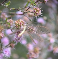 Unverified Lacewing (Neuroptera) by Miranda