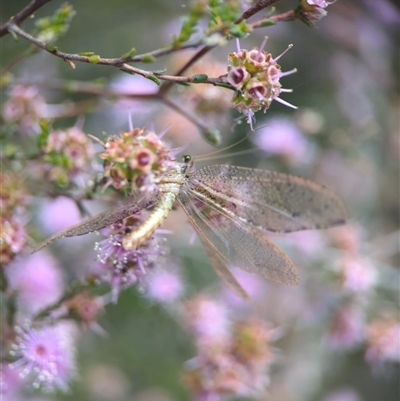 Unverified Lacewing (Neuroptera) at  - suppressed by Miranda