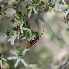 Unverified Longhorn beetle (Cerambycidae) by Miranda
