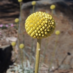 Pycnosorus globosus at Gordon, ACT - 11 Oct 2025 by MichaelBedingfield