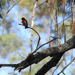 Dicaeum hirundinaceum at Kambah, ACT - Yesterday by HelenCross
