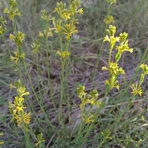 Pimelea curviflora at Sutton, NSW - Yesterday by Marchien