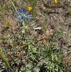 Eryngium ovinum (Blue Devil) at Sutton, NSW - 18 Nov 2025 by Marchien