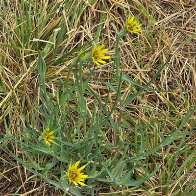 Tragopogon dubius at Fyshwick, ACT - Yesterday by Mike