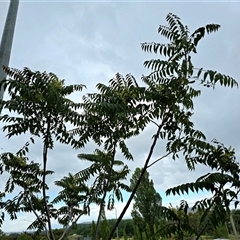 Ailanthus altissima at Symonston, ACT - Yesterday by Mike