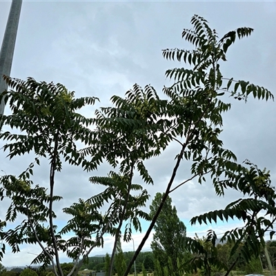 Ailanthus altissima at Symonston, ACT - Yesterday by Mike