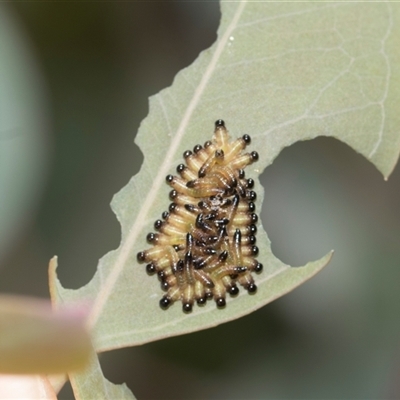 Perginae sp. (subfamily) (Unidentified pergine sawfly) at Campbell, ACT - 19 Nov 2025 by AlisonMilton