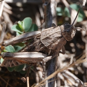 Perunga ochracea at Ngunnawal, ACT - 1 Nov 2025 by Anna123