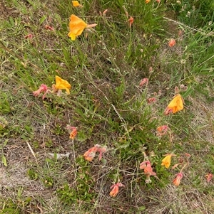 Unverified Plant at Wamboin, NSW - Today by davidmcdonald