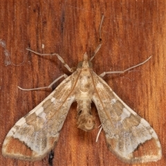 Sceliodes cordalis (Eggfruit Caterpillar, Poroporo Fruit Borer) at Symonston, ACT - 26 Nov 2025 by rawshorty