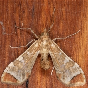 Sceliodes cordalis at Symonston, ACT - Today by rawshorty