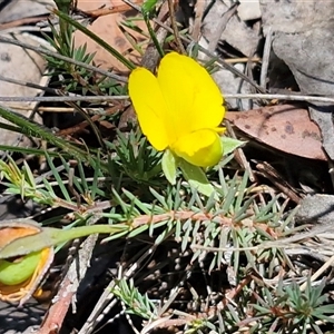 Gompholobium inconspicuum at Bungonia, NSW - Today by trevorpreston