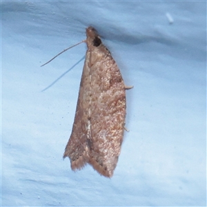 Unverified Moth (Lepidoptera) at Turner, ACT - 23 Nov 2025 by ConBoekel