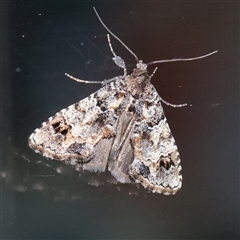 Arrade destituta (Cryptic Snout Moth) at Turner, ACT - 23 Nov 2025 by ConBoekel