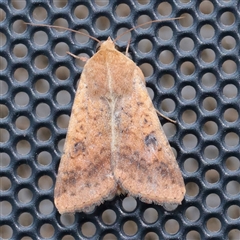 Australothis rubrescens at Turner, ACT - 23 Nov 2025 by ConBoekel