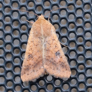 Unverified Moth (Lepidoptera) at Turner, ACT - 23 Nov 2025 by ConBoekel