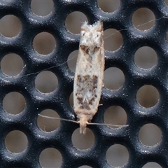 Crocidosema plebejana (Cotton Tipworm Moth) at Turner, ACT - 23 Nov 2025 by ConBoekel