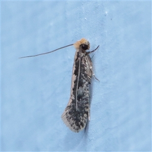 Unverified Moth (Lepidoptera) at Turner, ACT - 23 Nov 2025 by ConBoekel