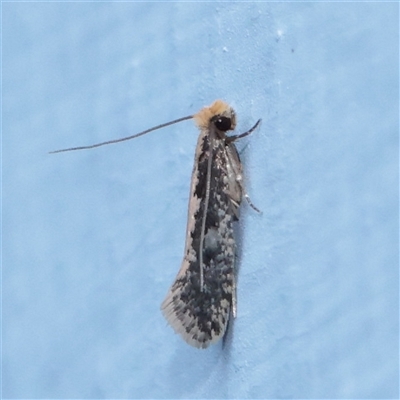 Monopis crocicapitella (Bird Nest Moth) at Turner, ACT - 23 Nov 2025 by ConBoekel