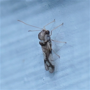 Unverified True fly (Diptera) at Turner, ACT - 23 Nov 2025 by ConBoekel