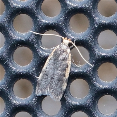 Hoplostega ochroma (a Eulechria Group moth) at Turner, ACT - 23 Nov 2025 by ConBoekel