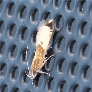 Unverified Moth (Lepidoptera) at Turner, ACT - 23 Nov 2025 by ConBoekel