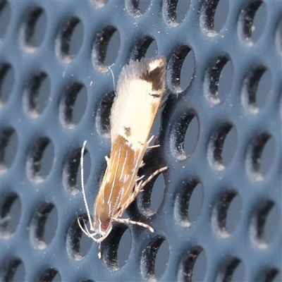 Labdia deliciosella (A Cosmet moth) at Turner, ACT - 23 Nov 2025 by ConBoekel