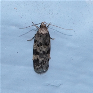 Unverified Moth (Lepidoptera) at Turner, ACT - 23 Nov 2025 by ConBoekel