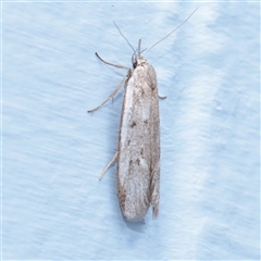 Philobota (genus) (Unidentified Philobota genus moths) at Turner, ACT - 23 Nov 2025 by ConBoekel