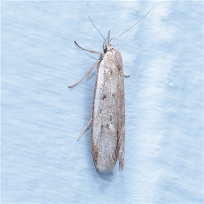 Philobota (genus) (Unidentified Philobota genus moths) at Turner, ACT - 23 Nov 2025 by ConBoekel