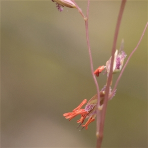 Unverified Grass at O'Connor, ACT - 24 Nov 2025 by ConBoekel