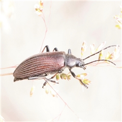 Homotrysis sp. (genus) (Darkling beetle) at O'Connor, ACT - 24 Nov 2025 by ConBoekel