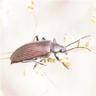 Homotrysis sp. (genus) (Darkling beetle) at O'Connor, ACT - 24 Nov 2025 by ConBoekel