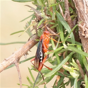 Unverified Wasp (Hymenoptera, Apocrita) at O'Connor, ACT - 24 Nov 2025 by ConBoekel