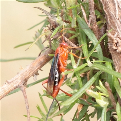 Lissopimpla excelsa (Orchid dupe wasp, Dusky-winged Ichneumonid) at O'Connor, ACT - 24 Nov 2025 by ConBoekel