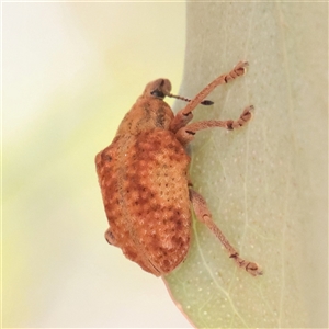 Unverified Weevil (Curculionoidea) at O'Connor, ACT - 24 Nov 2025 by ConBoekel