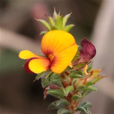 Unverified Other Shrub at O'Connor, ACT - 24 Nov 2025 by ConBoekel