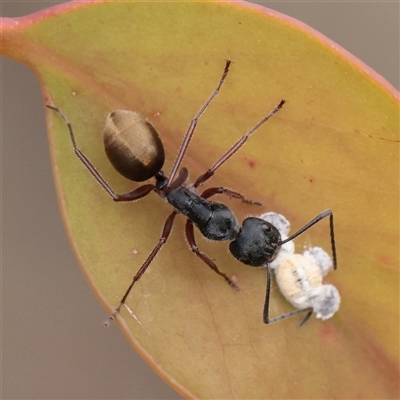 Camponotus suffusus (Golden-tailed sugar ant) at O'Connor, ACT - 24 Nov 2025 by ConBoekel