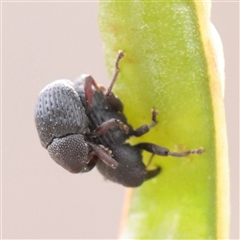 Unverified Weevil (Curculionoidea) at O'Connor, ACT - 24 Nov 2025 by ConBoekel