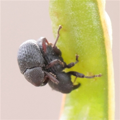 Unverified Weevil (Curculionoidea) at O'Connor, ACT - 24 Nov 2025 by ConBoekel