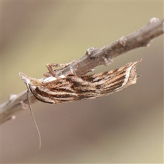 Tortricopsis aulacois (A Concealer moth (Wingia group)) at O'Connor, ACT - 24 Nov 2025 by ConBoekel