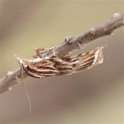 Tortricopsis aulacois (A Concealer moth (Wingia group)) at O'Connor, ACT - 24 Nov 2025 by ConBoekel