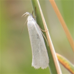 Zacorus carus (White Wingia) at O'Connor, ACT - 24 Nov 2025 by ConBoekel