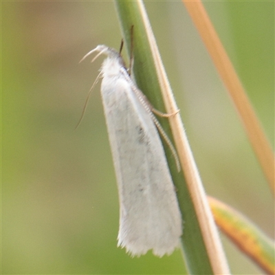 Zacorus carus (White Wingia) at O'Connor, ACT - 24 Nov 2025 by ConBoekel