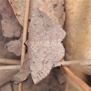 Unverified Moth (Lepidoptera) at O'Connor, ACT - 24 Nov 2025 by ConBoekel